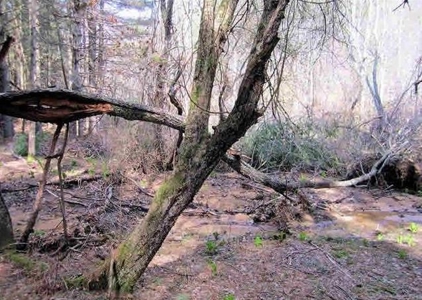 Incredible Hunting Property in Pilot VA for Sale! - image 31