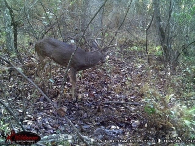 Incredible Hunting Property in Pilot VA for Sale! - image 39