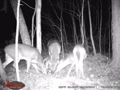 Incredible Hunting Property in Pilot VA for Sale! - image 37