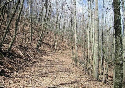 Incredible Hunting Property in Pilot VA for Sale! - image 35