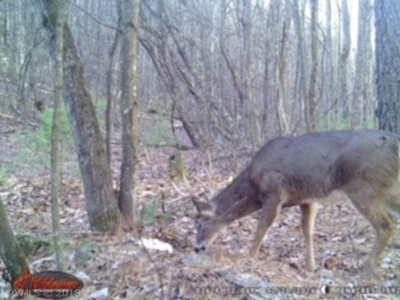 Incredible Hunting Property in Pilot VA for Sale! - image 38