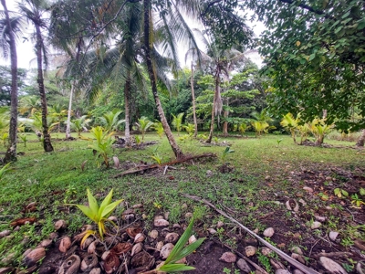 Titled beachfront lot, Isla Carenero, Bocas del Toro, Panama - image 2