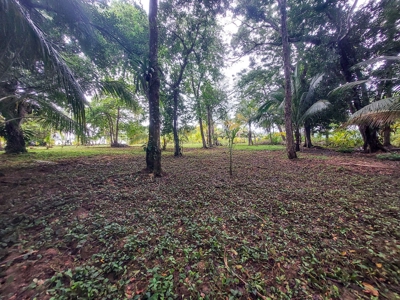 Titled beachfront lot, Isla Carenero, Bocas del Toro, Panama - image 3