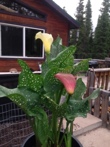 Mountain Modern Colorado home with fresh air and bright sun - image 16