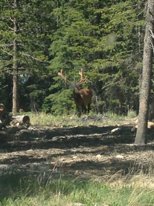 Mountain Modern Colorado home with fresh air and bright sun - image 14