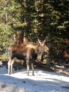 Mountain Modern Colorado home with fresh air and bright sun - image 15