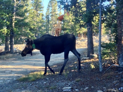 Mountain Modern Colorado home with fresh air and bright sun - image 18