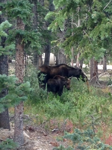 Mountain Modern Colorado home with fresh air and bright sun - image 19