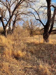 Milk River Hunting Property Milk River Valley Malta Montana - image 11