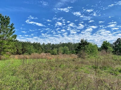 250+ Acres Timberland - North Central Florida, Newberry - image 12