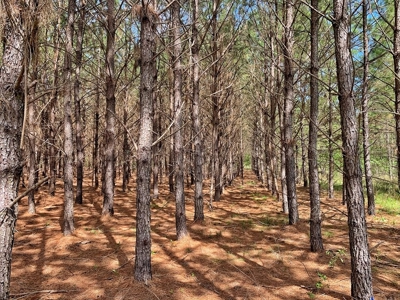 250+ Acres Timberland - North Central Florida, Newberry - image 26