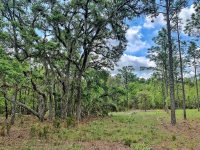 250+ Acres Timberland - North Central Florida, Newberry - image 2
