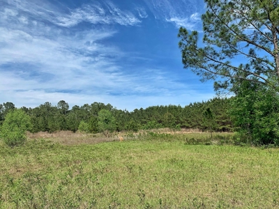 250+ Acres Timberland - North Central Florida, Newberry - image 4