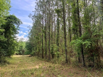250+ Acres Timberland - North Central Florida, Newberry - image 7