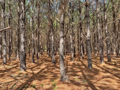 250+ Acres Timberland - North Central Florida, Newberry - image 11