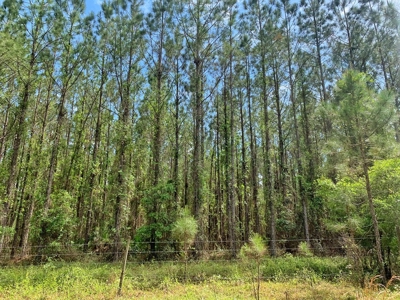 250+ Acres Timberland - North Central Florida, Newberry - image 16