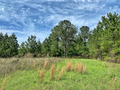 250+ Acres Timberland - North Central Florida, Newberry - image 27