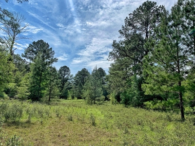 250+ Acres Timberland - North Central Florida, Newberry - image 9