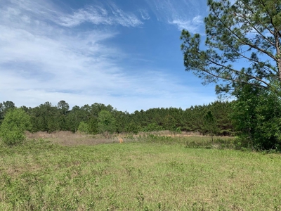 250+ Acres Timberland - North Central Florida, Newberry - image 25