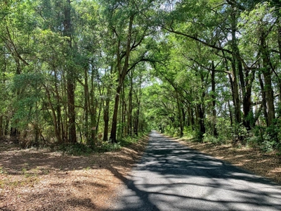 250+ Acres Timberland - North Central Florida, Newberry - image 8