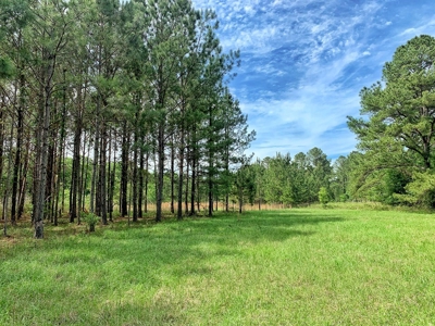 250+ Acres Timberland - North Central Florida, Newberry - image 3