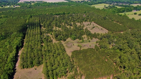 250+ Acres Timberland - North Central Florida, Newberry - image 1