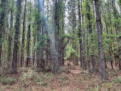 250+ Acres Timberland - North Central Florida, Newberry - image 24