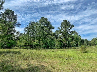 250+ Acres Timberland - North Central Florida, Newberry - image 6