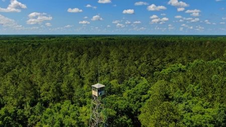 250+ Acres Timberland - North Central Florida, Newberry - image 38