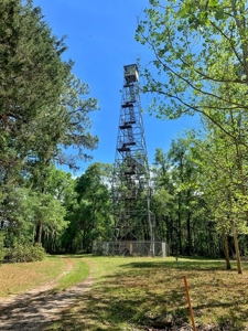 250+ Acres Timberland - North Central Florida, Newberry - image 13