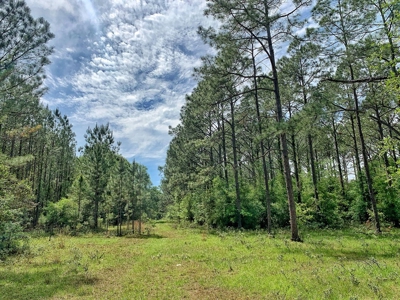 250+ Acres Timberland - North Central Florida, Newberry - image 18