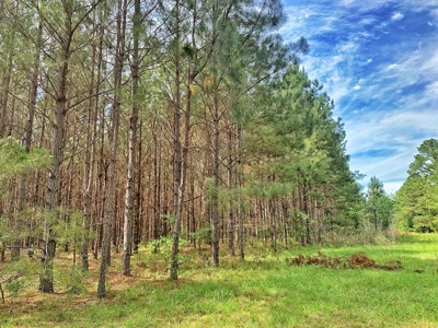 250+ Acres Timberland - North Central Florida, Newberry - image 23