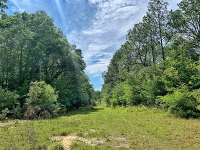 250+ Acres Timberland - North Central Florida, Newberry - image 28