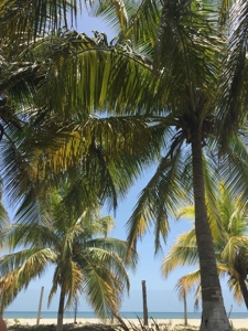 Caribbean Sea Coastal Land, 600ac, 4 casas, 1.5mi beachfront - image 1