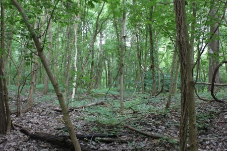St. Charles County Realtree UC Hunting Farm with Income - image 13