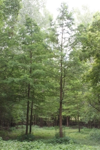 St. Charles County Realtree UC Hunting Farm with Income - image 11
