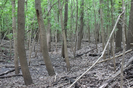 St. Charles County Realtree UC Hunting Farm with Income - image 23