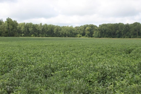 St. Charles County Realtree UC Hunting Farm with Income - image 5