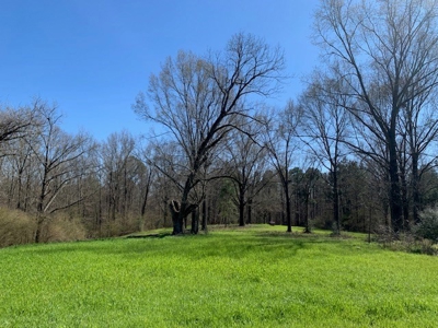 Hunting Land For Sale Jefferson County Fayette Mississippi - image 5