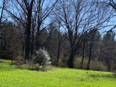 Hunting Land For Sale Jefferson County Fayette Mississippi - image 7
