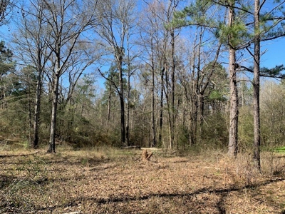 Hunting Land For Sale Jefferson County Fayette Mississippi - image 11