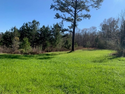 Hunting Land For Sale Jefferson County Fayette Mississippi - image 18