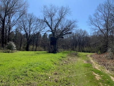 Hunting Land For Sale Jefferson County Fayette Mississippi - image 6