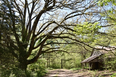 Henderson Co TN Log & Wood home, Barn, Ponds, School & Acres - image 3