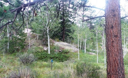 Half Acre Lot in Red Feather Village! - image 4