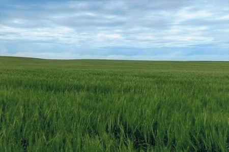 Diversified Farm and Ranch with Top of the Line Improvements - image 20