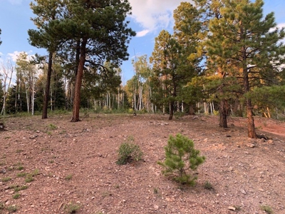 Northern NM Hunting & Recreational Ranch For Sale Chama NM - image 13