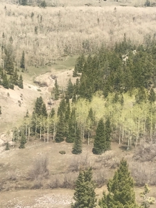 Northern NM Hunting & Recreational Ranch For Sale Chama NM - image 8
