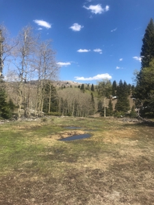 Northern NM Hunting & Recreational Ranch For Sale Chama NM - image 7