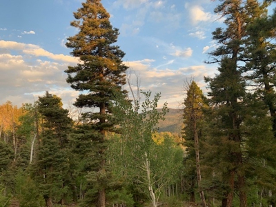 Northern NM Hunting & Recreational Ranch For Sale Chama NM - image 12